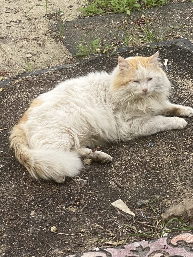 Cubby, lost cat, Ragdoll
