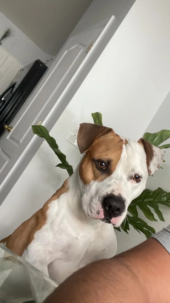 Rocky, lost dog, PIT