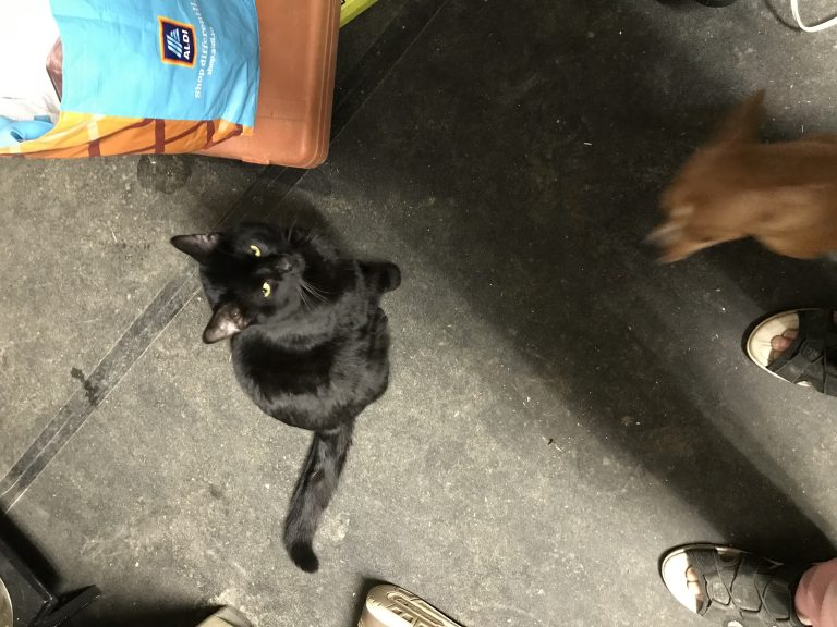 Midnight, lost cat, Shorthair cat