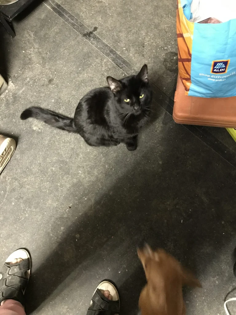 Midnight, lost cat, Shorthair cat