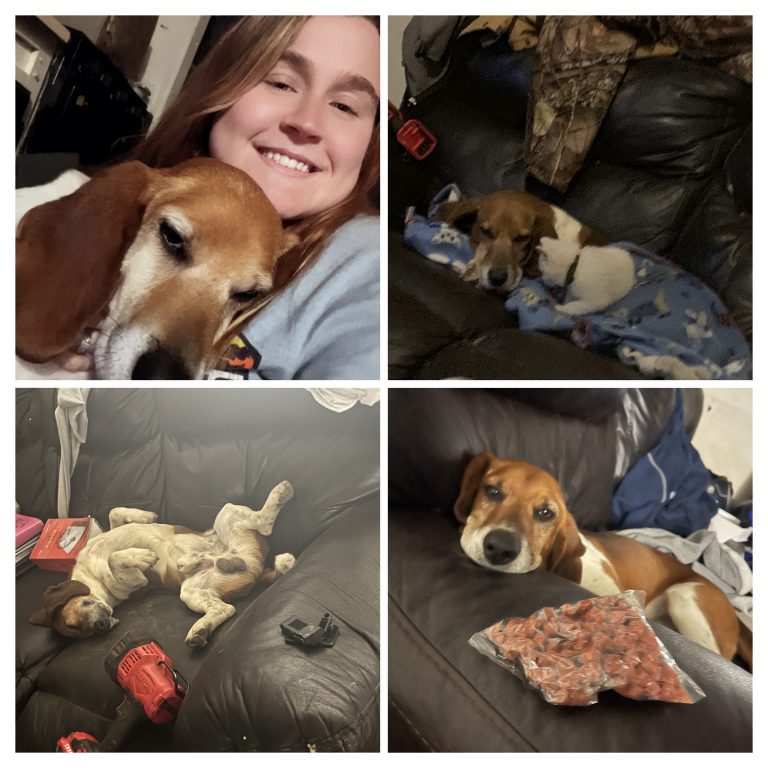 Flash, lost dog, Basset hound