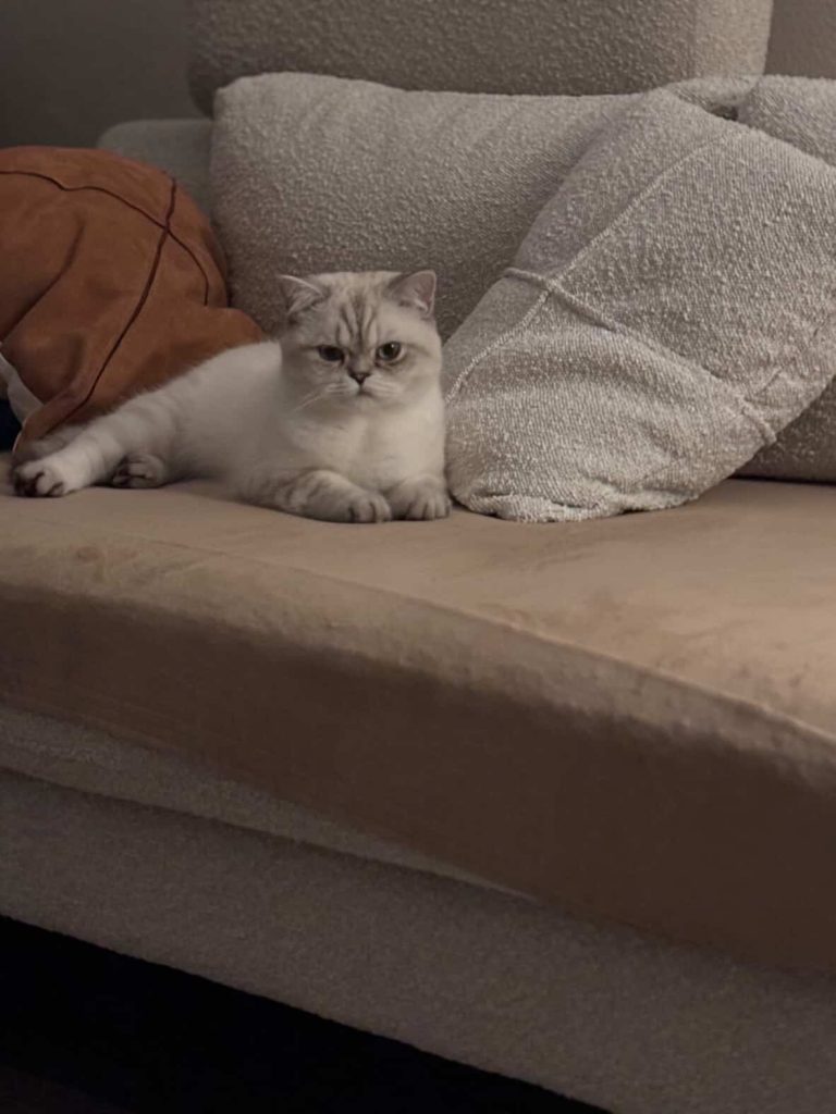 Snow, lost cat, British shorthair