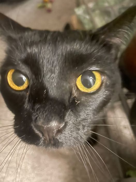 Canyon, lost cat, Domestic Short Hair