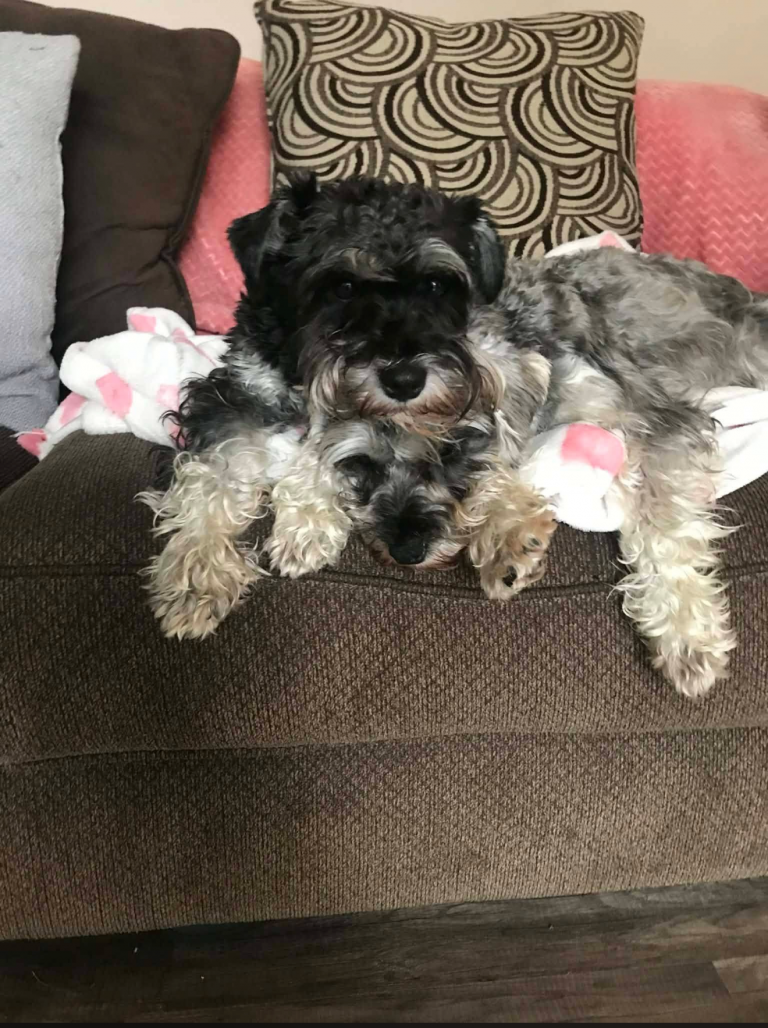 Cindy, lost dog, Mini schnauzer