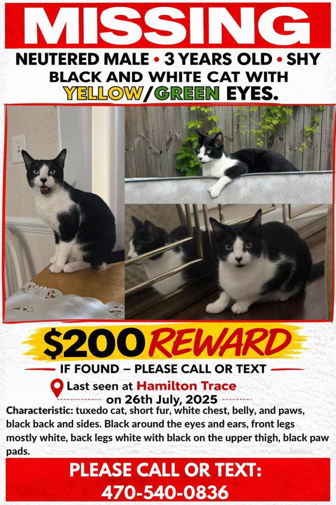 Jack, lost dog, Domestic short hair