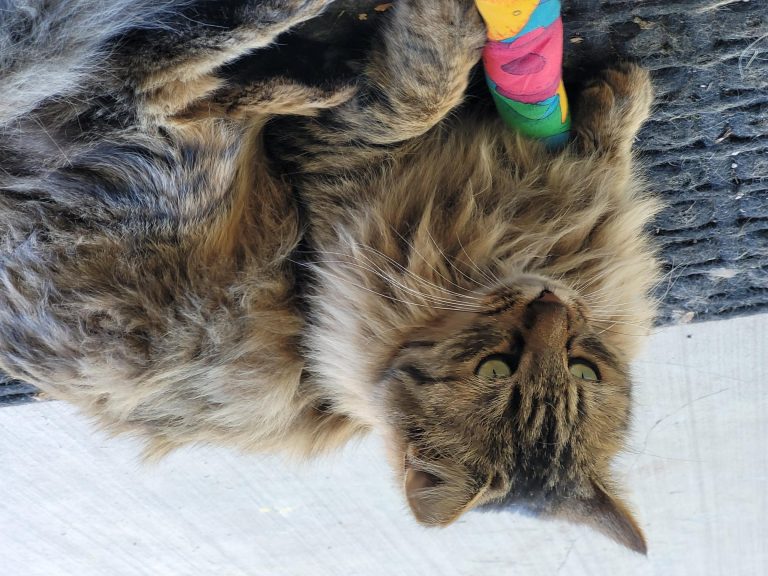 Cheyenne, lost cat, tabby