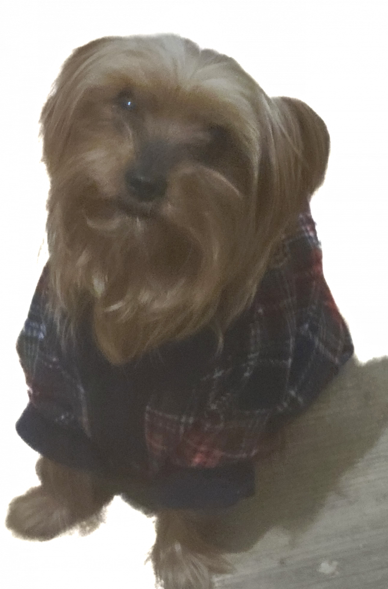 Chewy, lost dog, Yorkshire Terrier