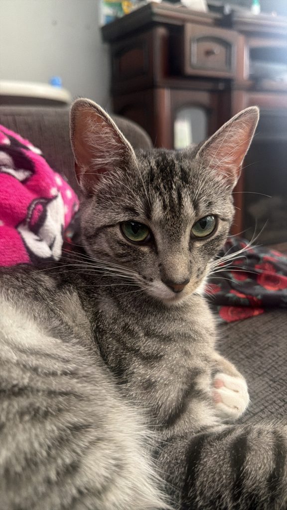 Snowy, lost cat, Egyptian mau