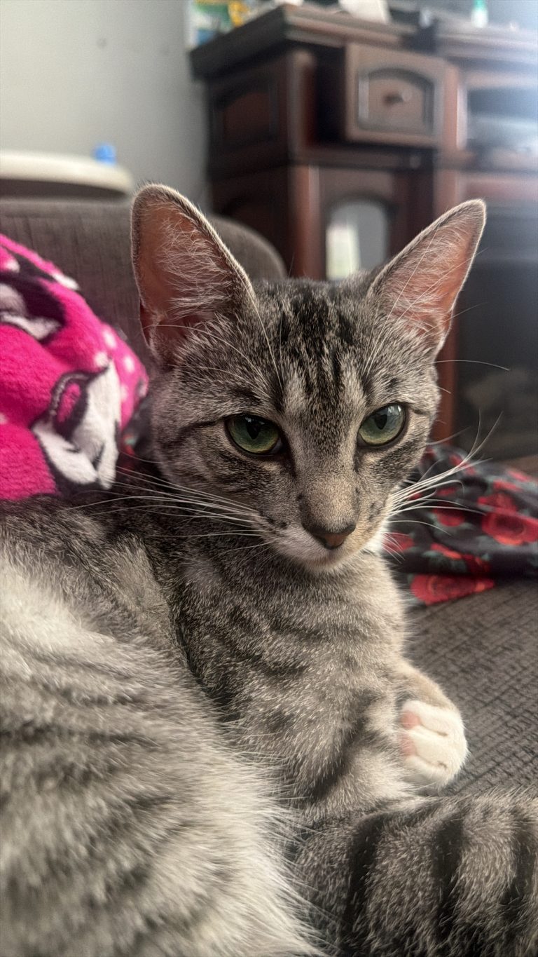 Snowy, lost cat, Egyptian mau