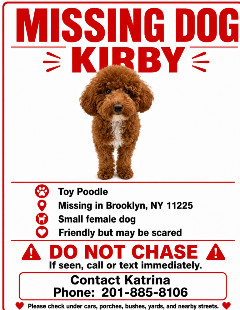 Kirby, lost dog, Toy poodle