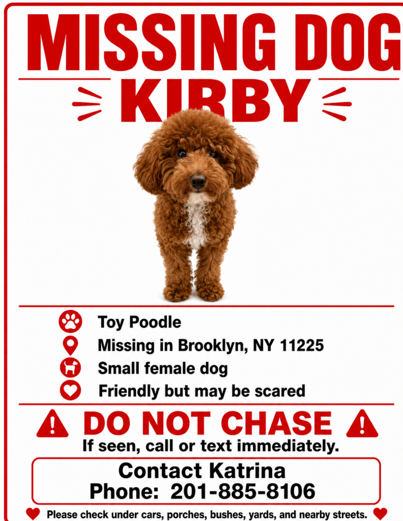 Kirby, lost dog, Toy poodle