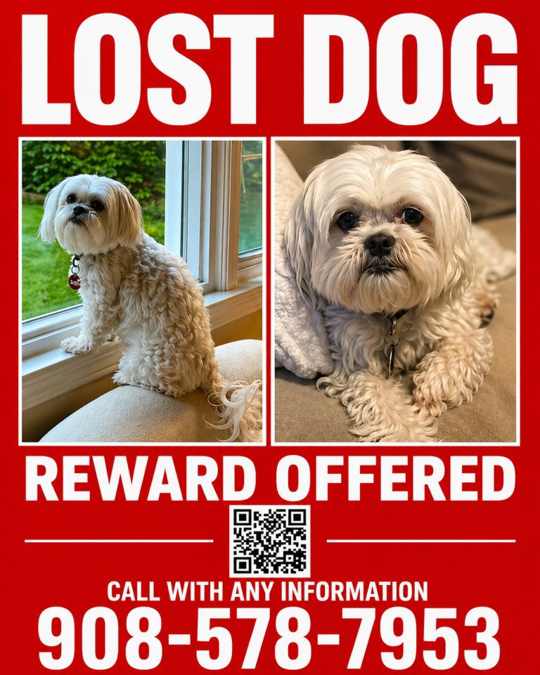 Trouble, lost dog, Maltese Shihtzu