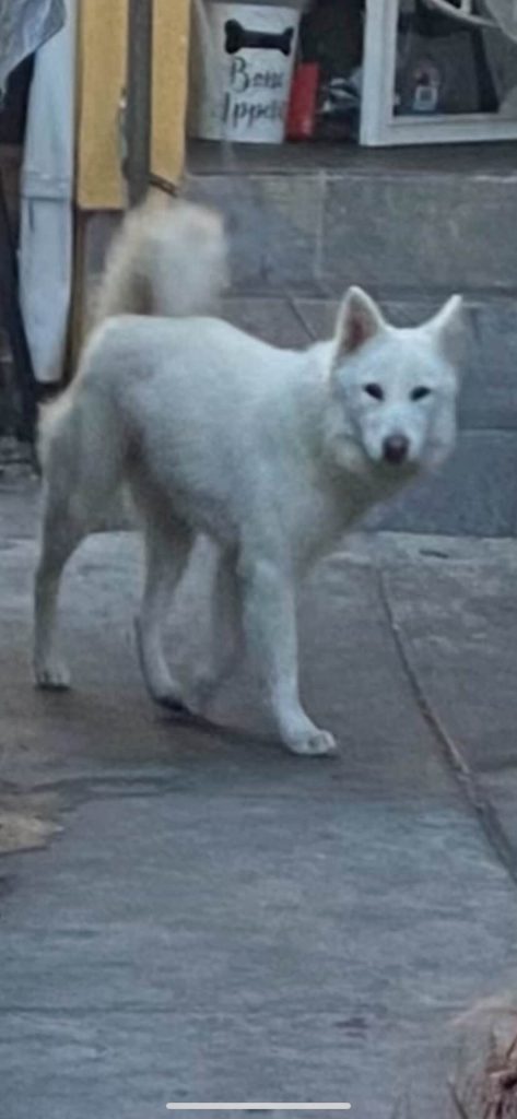 Peach, lost dog, White shepherd