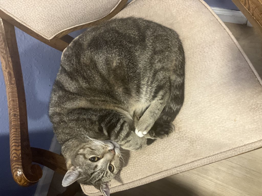 Romy, lost cat, Tabby or American shorthair