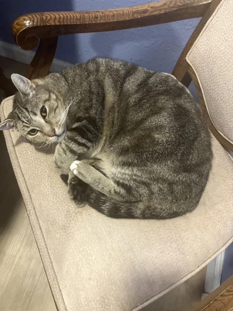 Romy, lost cat, Tabby or American shorthair