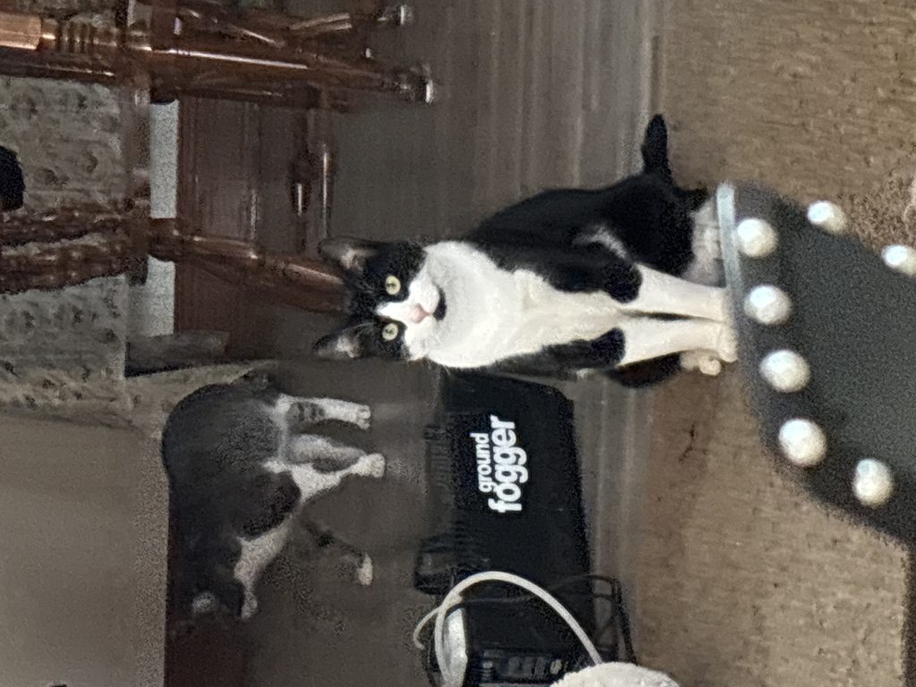Boog, lost cat, American Shorthair