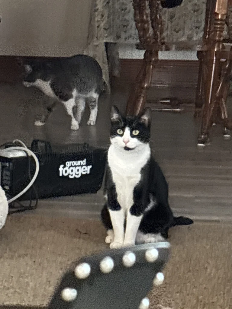 Boog, lost cat, American Shorthair