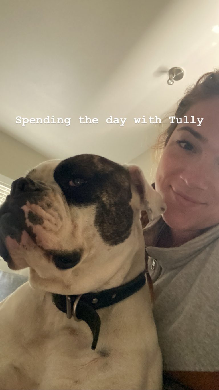 Tully, lost dog, American bulldog
