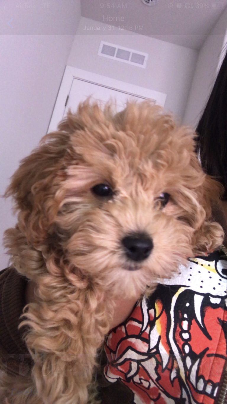 Chanel, lost dog, Maltipoo