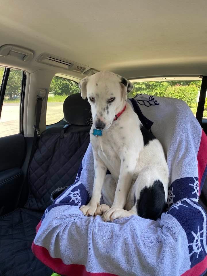 Lucy, lost dog, Border collie mix