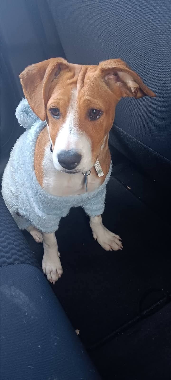 Oro Valencia, lost dog, Beagle