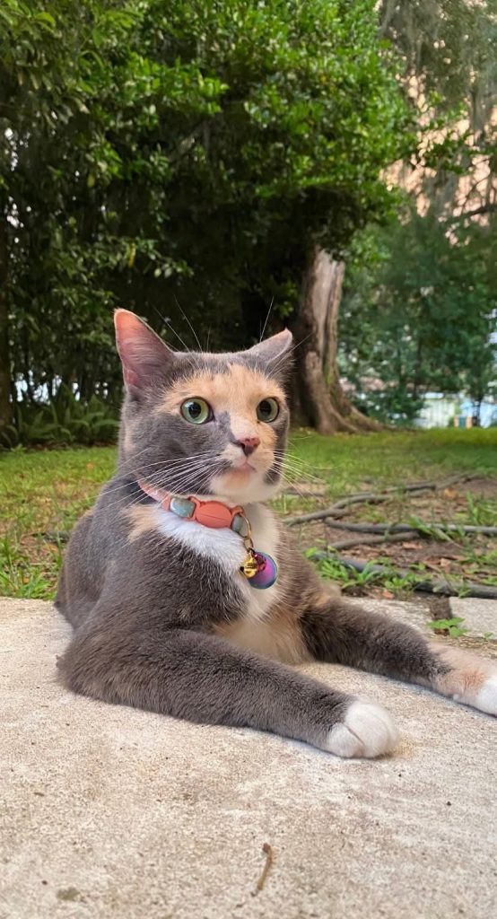 Hazel, lost cat, Dilute Calico