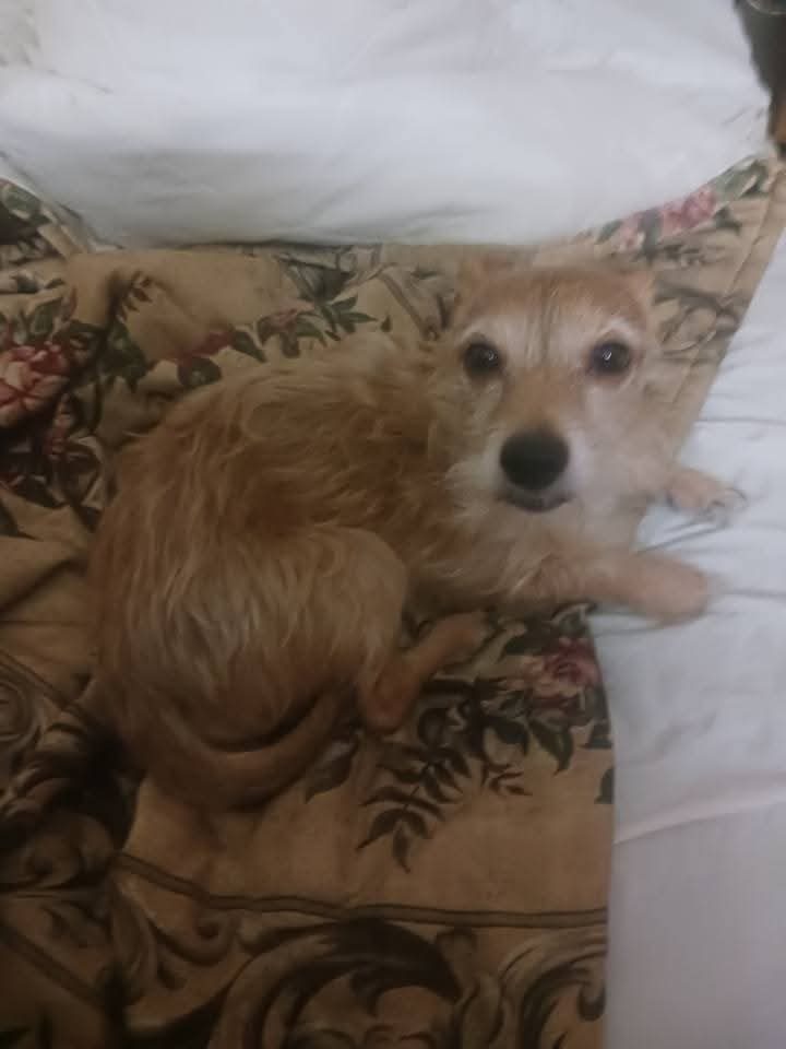 Minnie Me Or MeMe, lost dog, Chorkie
