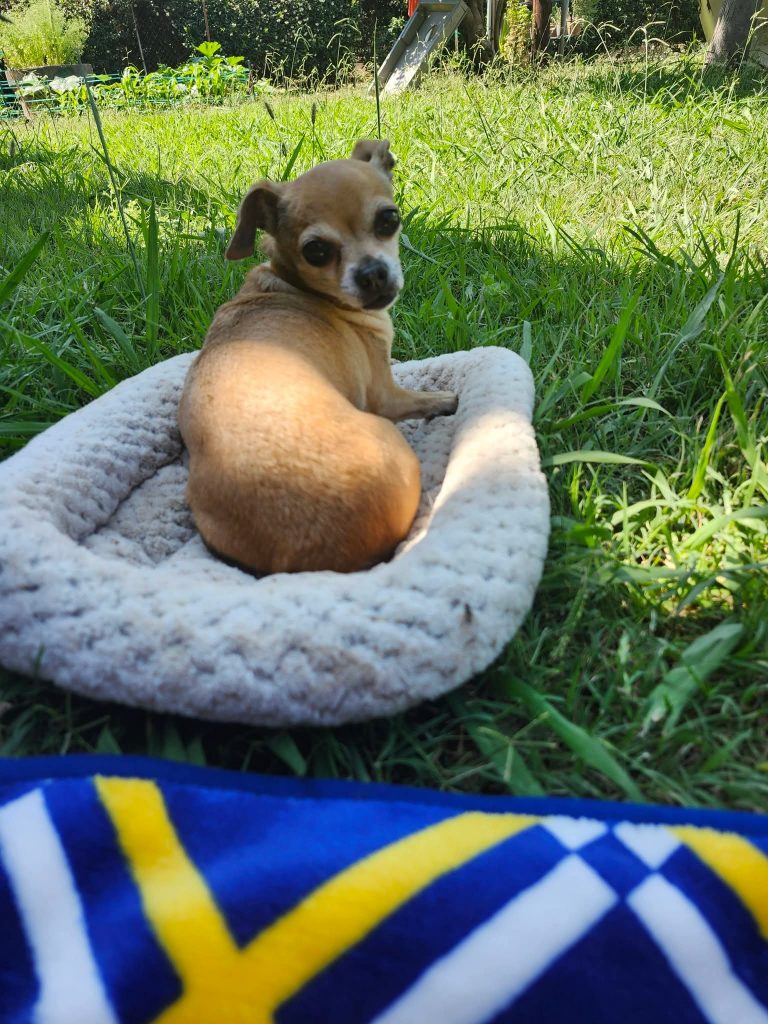 Cookie, lost dog, Chihuahua Mix