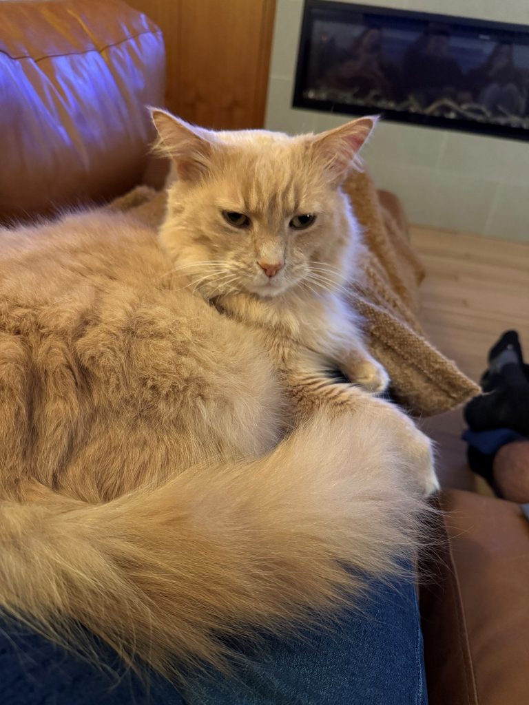 Floofy, lost cat, Tabby