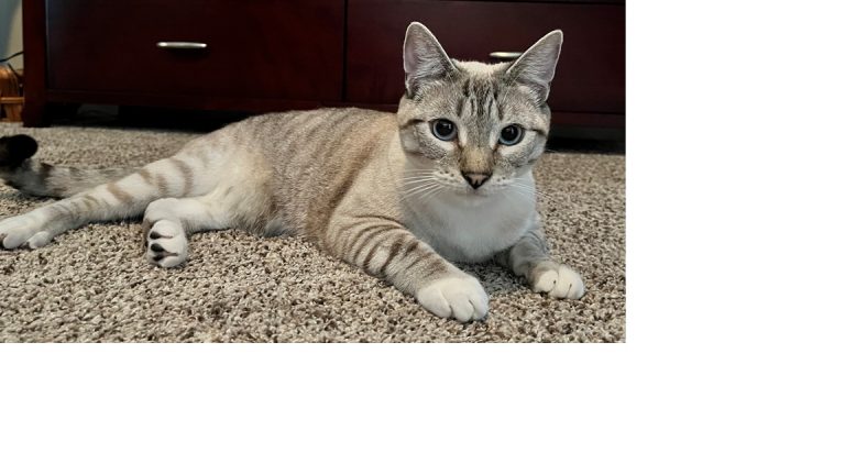 Frankie, lost cat, Point Lynx Siamese