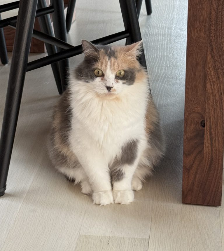 Patches, lost cat, Long hair calico