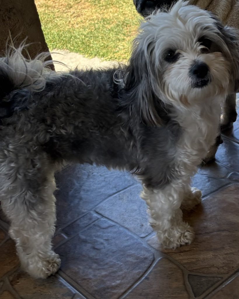 Celine, lost dog, Maltese mix