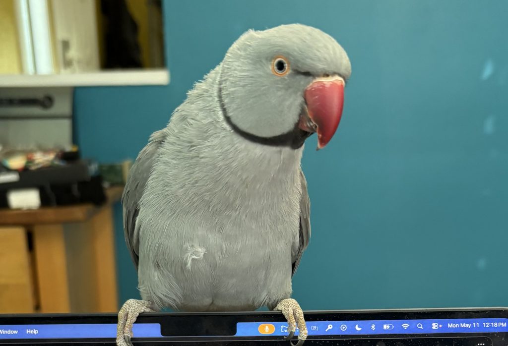 Roger, lost bird, Indian Ringneck Parrot