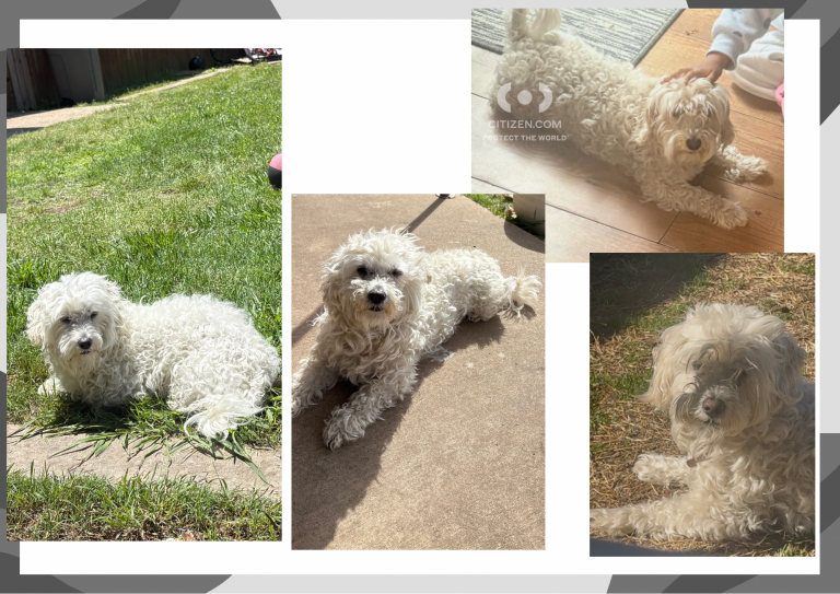 Taffy, lost dog, Maltese
