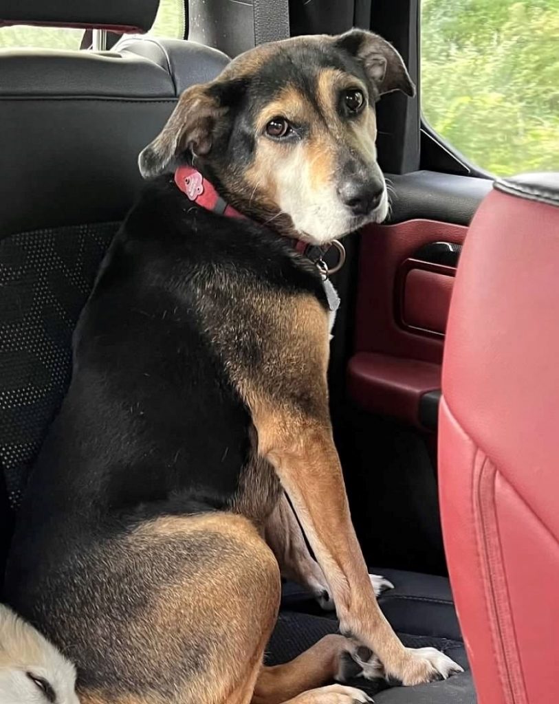 Harlee, lost dog, Beagle mix