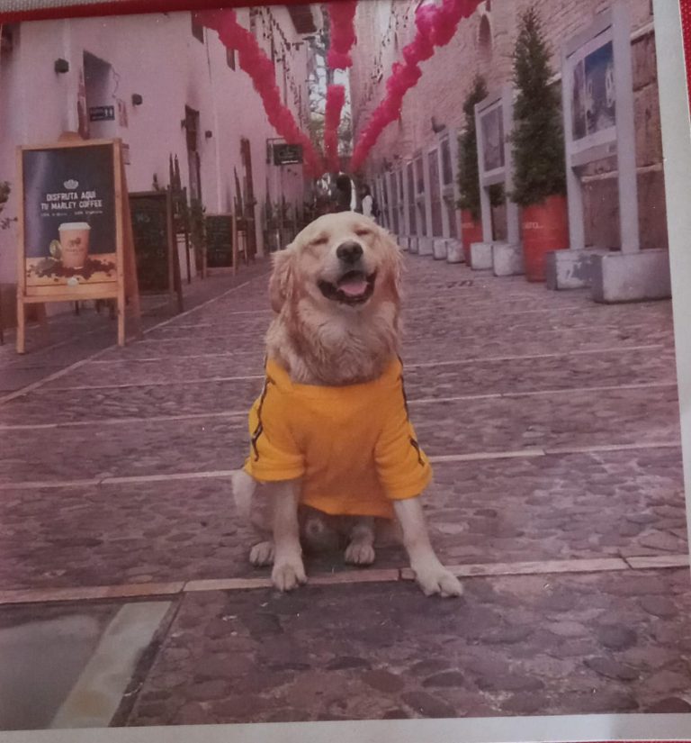 Angus, lost dog, Golden