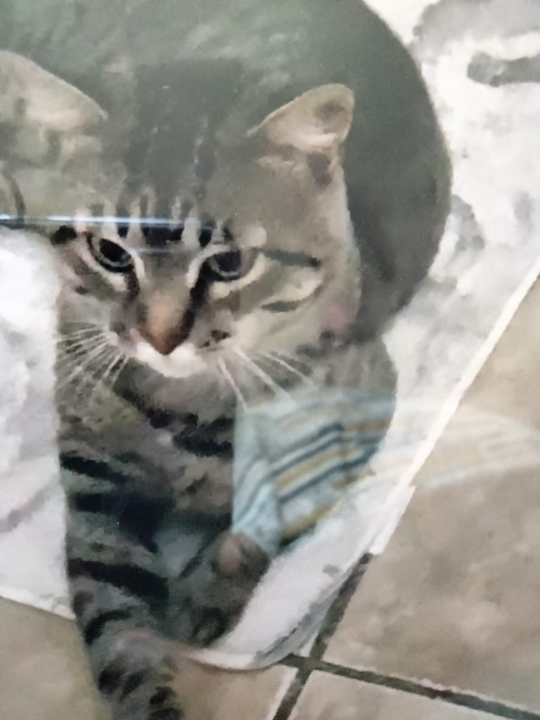 Dantae, lost cat, Tabby