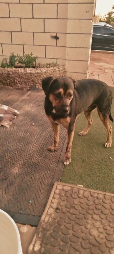 ?, found dog, Rottweiler mix