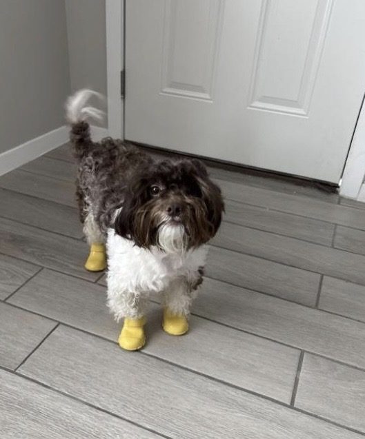 Ted, lost dog, Shihpoo