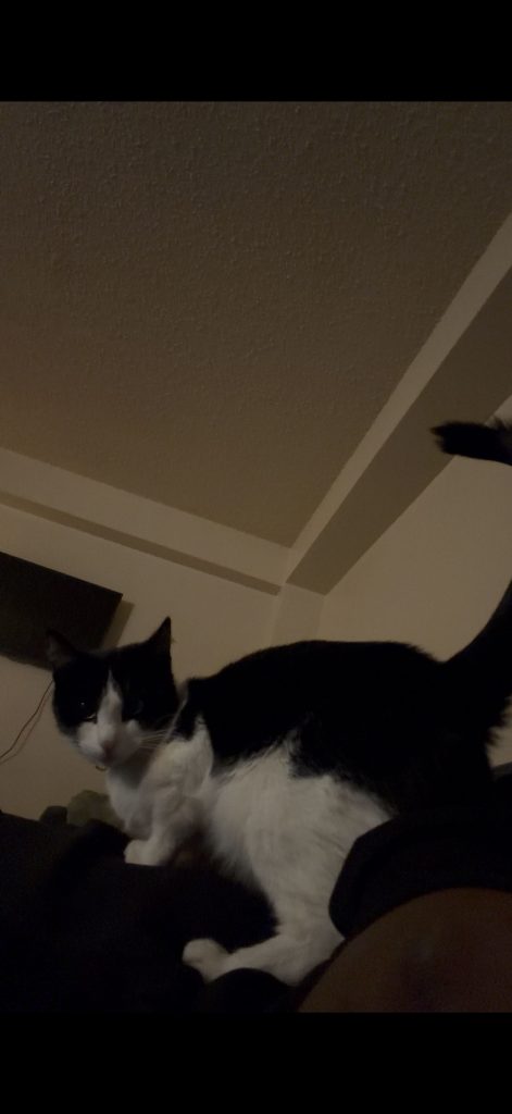 Delilah, lost cat, Tuxedo