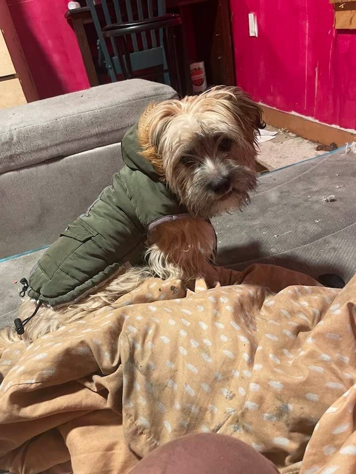 Ella, lost dog, Yorkipoo