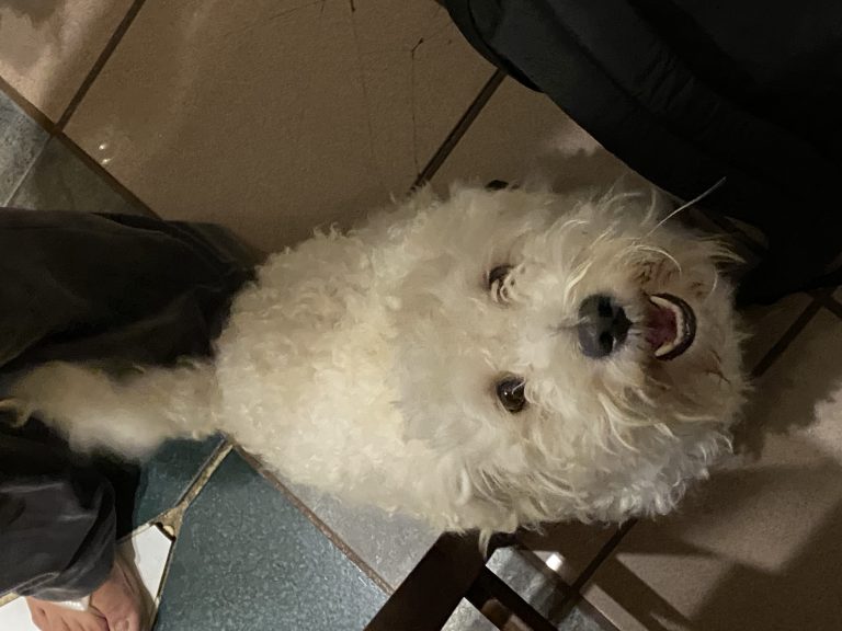 Molly, lost dog, Poodle/Maltese Mix