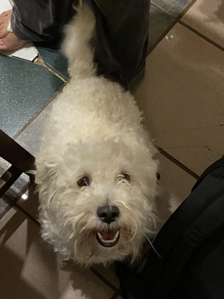 Molly, lost dog, Poodle/Maltese Mix