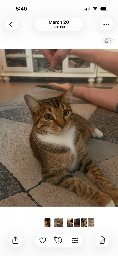 Mike, lost cat, Tabby