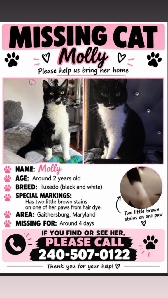 Molli, lost cat, tuxedo
