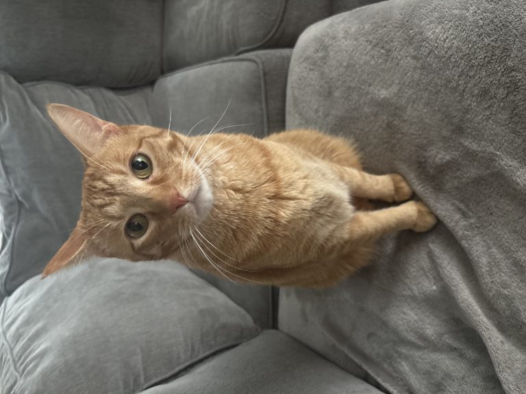 Clover, lost cat, Domestic shorthair/tabby