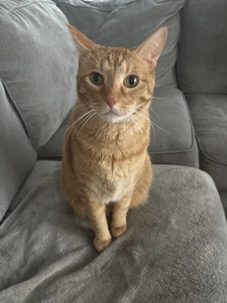 Clover, lost cat, Domestic shorthair/tabby
