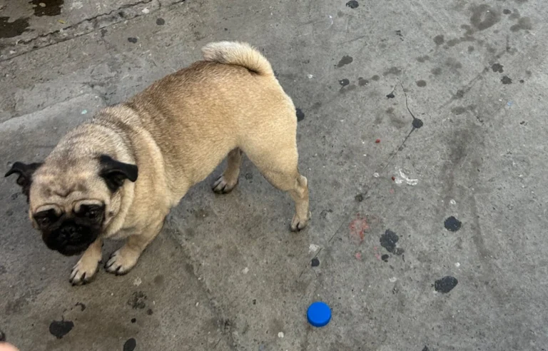 Cookie, lost dog, Pug