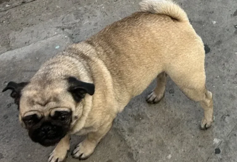 Cookie, lost dog, Pug