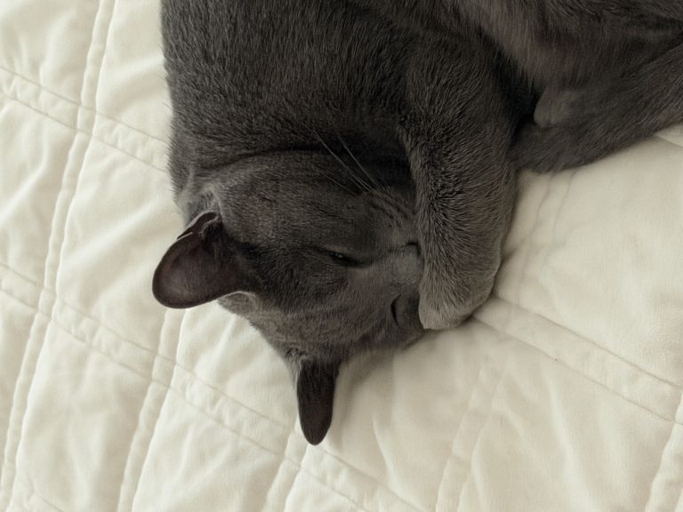 Tiki, lost cat, Russian blue mix